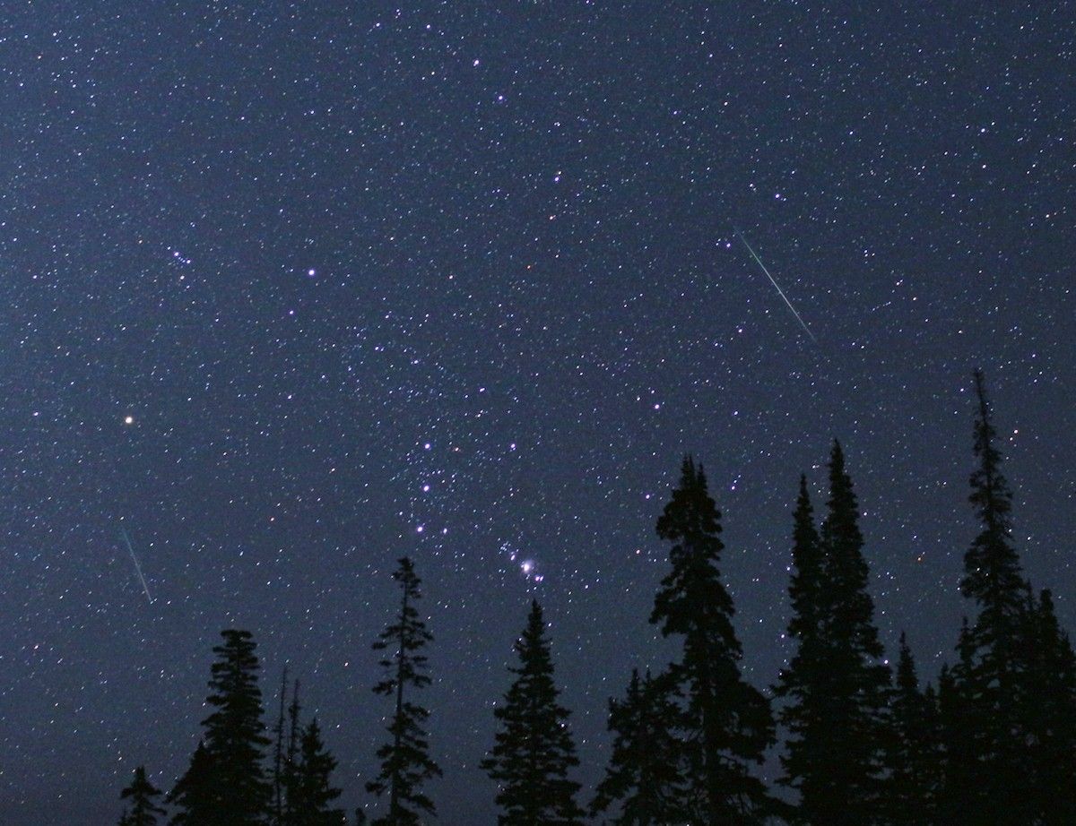Two meteors streak across a starry night sky above silhouetted evergreen trees during the Perseid meteor shower.